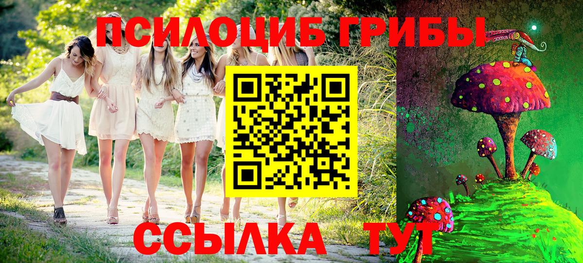 Псилоцибиновые грибы Psilocybe Калининград